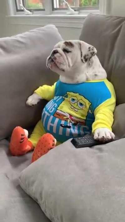 Dog sitting on a couch watching TV