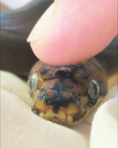 Does anyone else gently pet their retics like this?