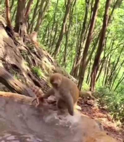 Mother monkey bathing her baby