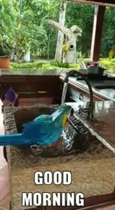 Parrot also feeling the summer heat😆