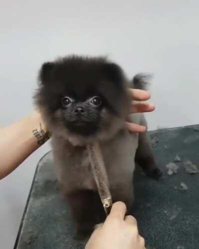 This fluffy boi loves getting his fur cut! ~(˘▾˘~)