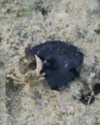 Marine flatworm hunting a crab