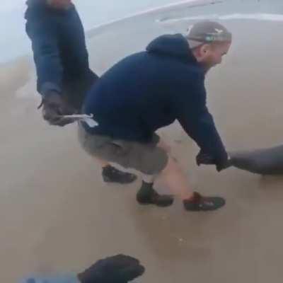 Harassing the seals