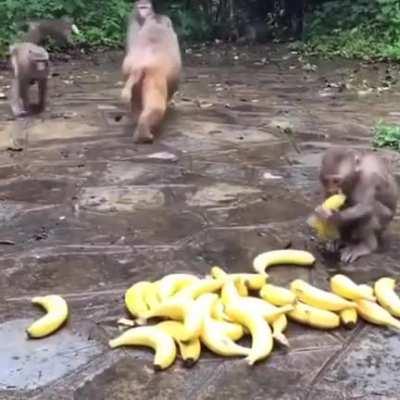 BANAN FOR ALL