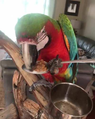 My harlequin macaw enjoying her breakfast ☺️