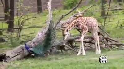 🔥 Peacock scared baby Giraffe