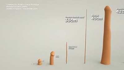 Animal penises size comparisons