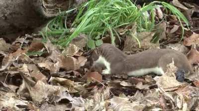 Stoat dispatches a mouse