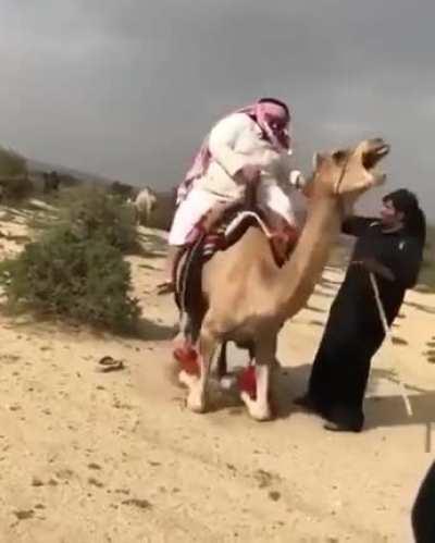 M’goodArab intimidates puny camel with his powerful gamer physique.