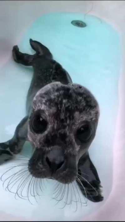 So this is the sound a seal pup makes