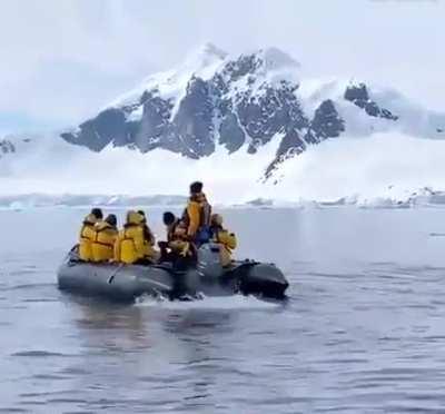 A penguin takes refuge in a boat to escape the whales 🐧😅