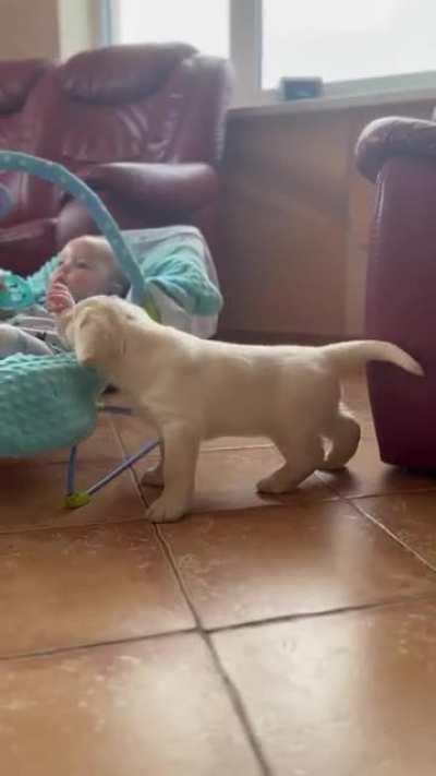 Good boy meets new member of the pack