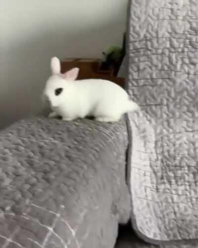 Puppy chasing Bunny