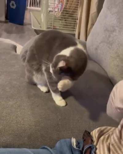 cat teaches owners how to pet-