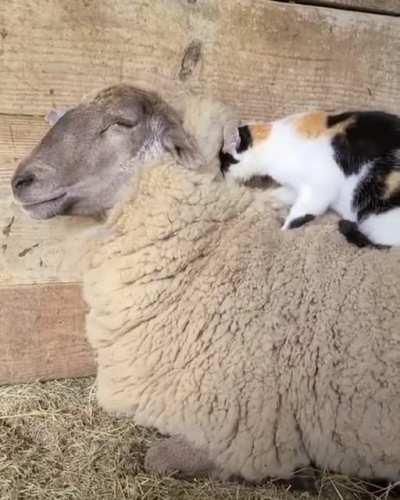 Cat snuggling a sheep