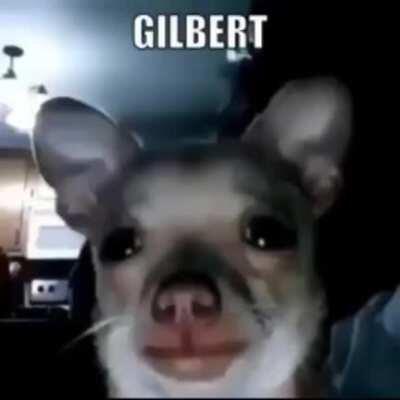 gilbert.