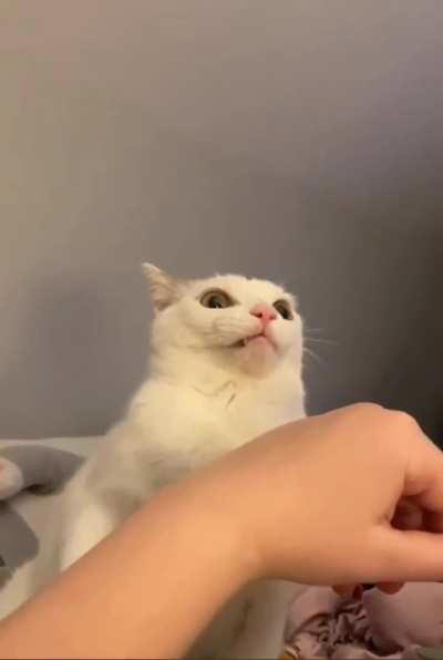 Cat has an existential crisis when questioned on its violent nature