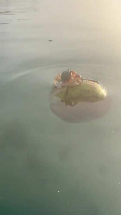 Crab on a coconut 