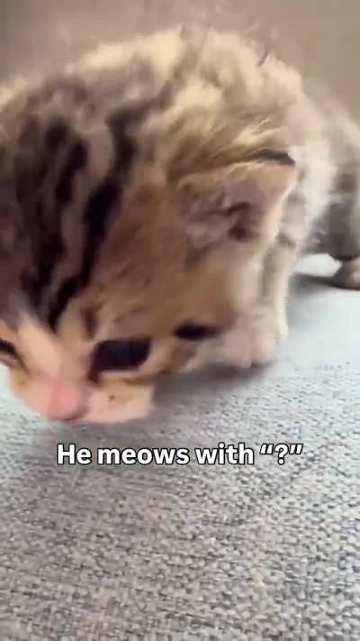 ihaveihaveihavewunkus