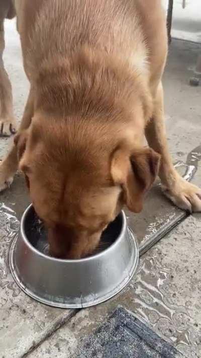 How my moms dog drinks water. (OC) 🤣