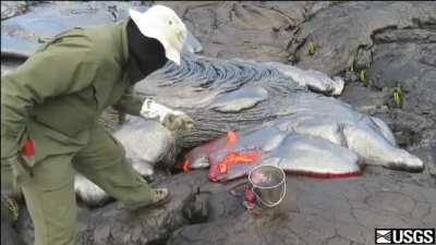 Scientist collecting lava samples