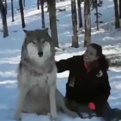 Beautiful grey wolf becomes a good boy when visited by woman who helped raise his pack