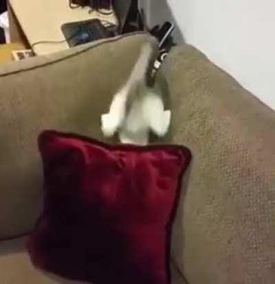 Cats are ever so graceful