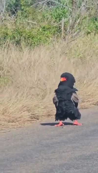 🔥The bateleur eagle