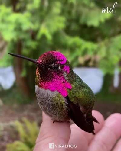 Hummingbird changes colors with every turn