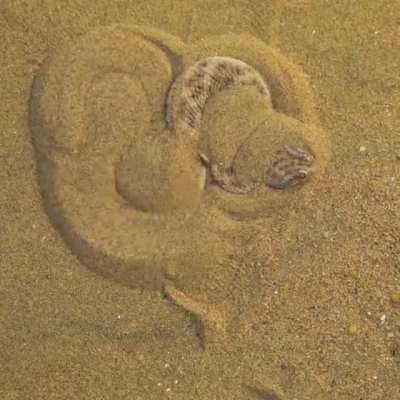 🔥 sand viper concealing itself