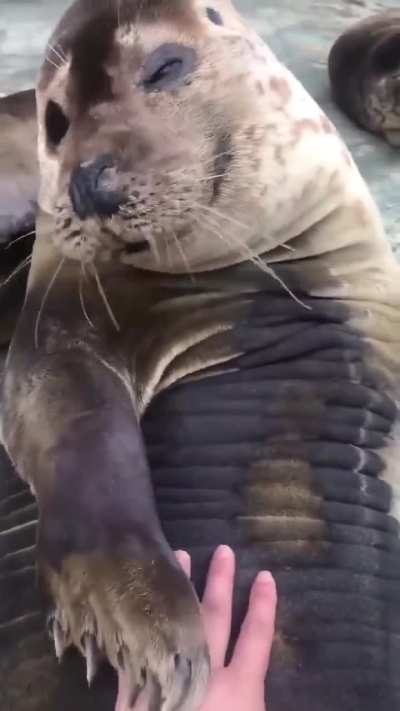 If you pet a seal there’s a chance it will pet you back