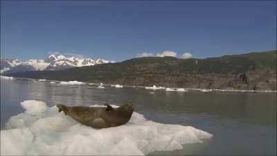 Seal gets scared of technology.