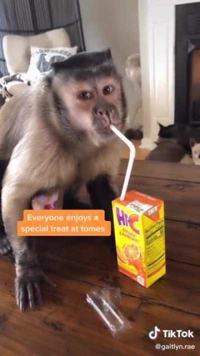 Monkey having a drink