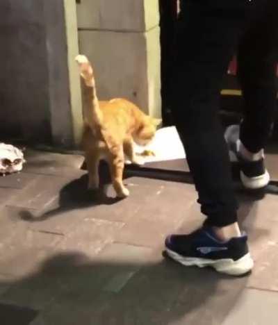 Stray cat in Istanbul getting food from a small eatery.