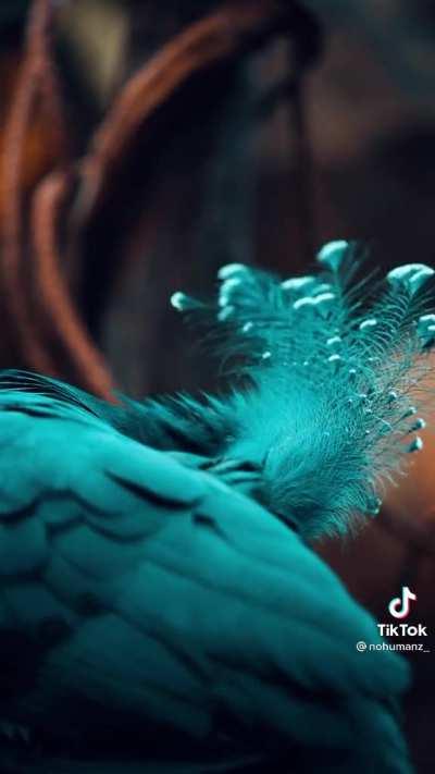 🔥 The beauty of the Victoria Crowned pigeon