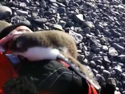 Penguin Meets Human for the first time. Determines it can be used for warmth.