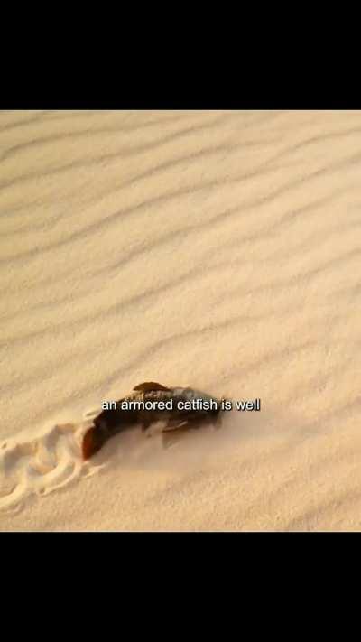 The desert catfish leads the fishermen to a fishing spot