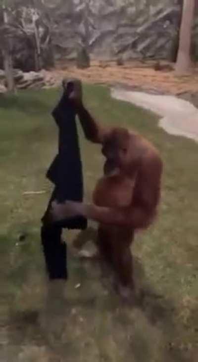 Orangutan figures out how to put on a jacket