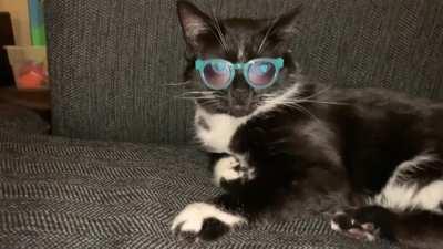 My cat wears glasses