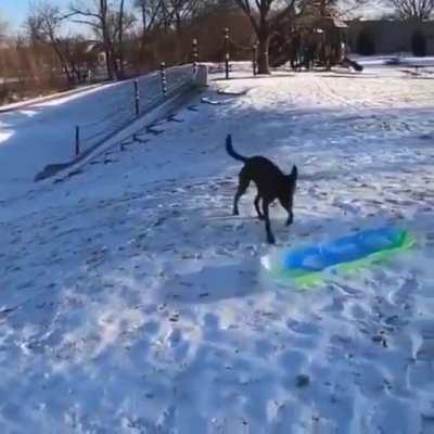 Doggo enjoying their Christmas present. Carries sled up the hill, then rides it back down .