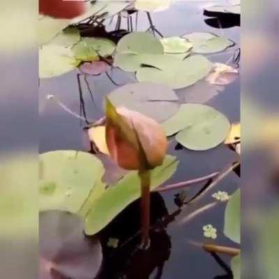 🔥 &quot;Lotus Flower&quot; that gets rid of the moss around it.