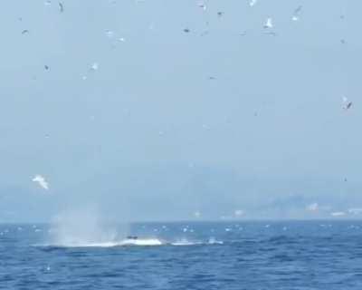 Orca puts seal 80 feet into the air.