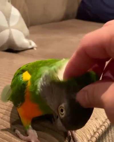 I need you to understand the following: Am Senegal Parrot, Give Scritches