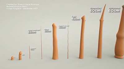 Animal penis size comparison