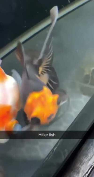 🔥 Hitler fish : playboicarti || [dd] redd.tube : First Do...