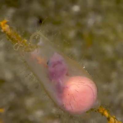 Baby shark, This rare NOAA footage shows a catshark embryo wiggling inside its egg case, attached to coral off Puerto Rico.