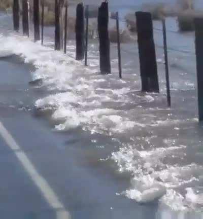 🔥 Salmon filmed crossing over a road during a flood