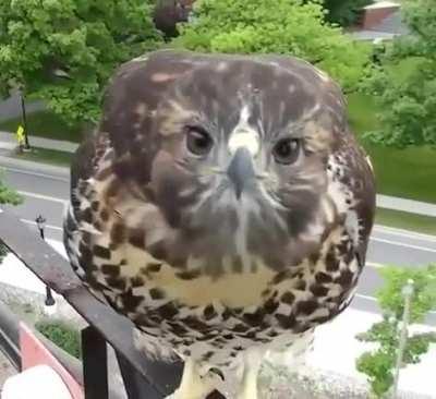 This young hawk spotted its reflection in the lens of a wildlife camera