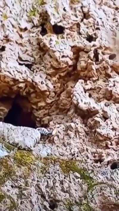 A horned viper tricks a bird by using his tail which exactly look like a spider and his body which exactly looks like desert rocks