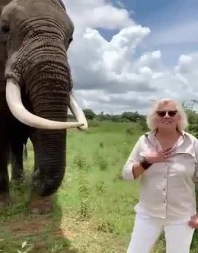 Elephant pretends to eat a woman's hat...but then gives it back.